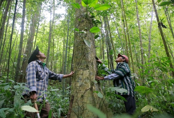 Cây gỗ trong rừng tự nhiên ở gần cộng đồng thôn Chênh Vênh, xã Hướng Phùng, huyện Hướng Hóa, tỉnh Quảng Trị (Ảnh: Hưng Thơ).