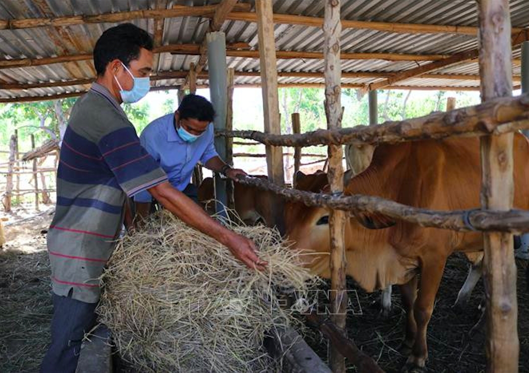 Gia đình anh Chamaléa Hơ (44 tuổi, người dân tộc Raglai, xã Phước Trung, huyện miền núi Bác Ái) đã thoát nghèo từ mô hình làm kinh tế trang trại tổng hợp