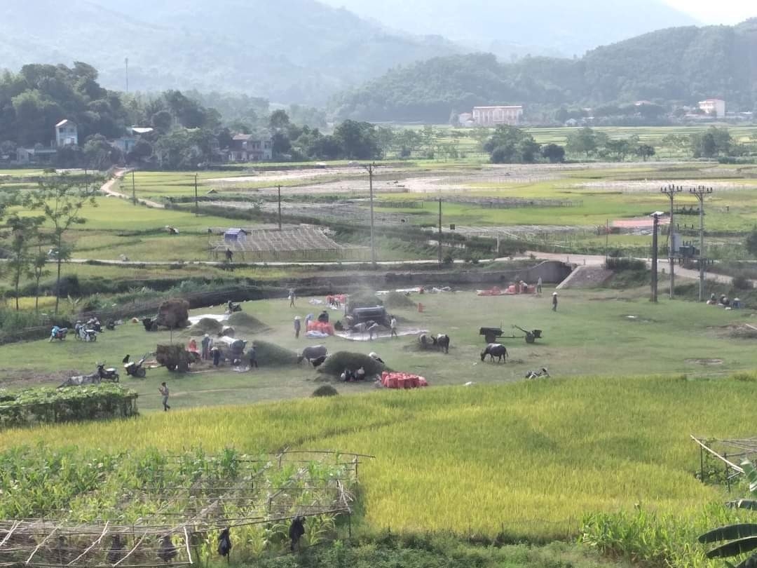 Được hỗ trợ sản xuất, đồng bào DTTS huyện Kim Bôi, tỉnh Hòa Bình có nhiều cơ hội vươn lên xóa đói giảm nghèo.