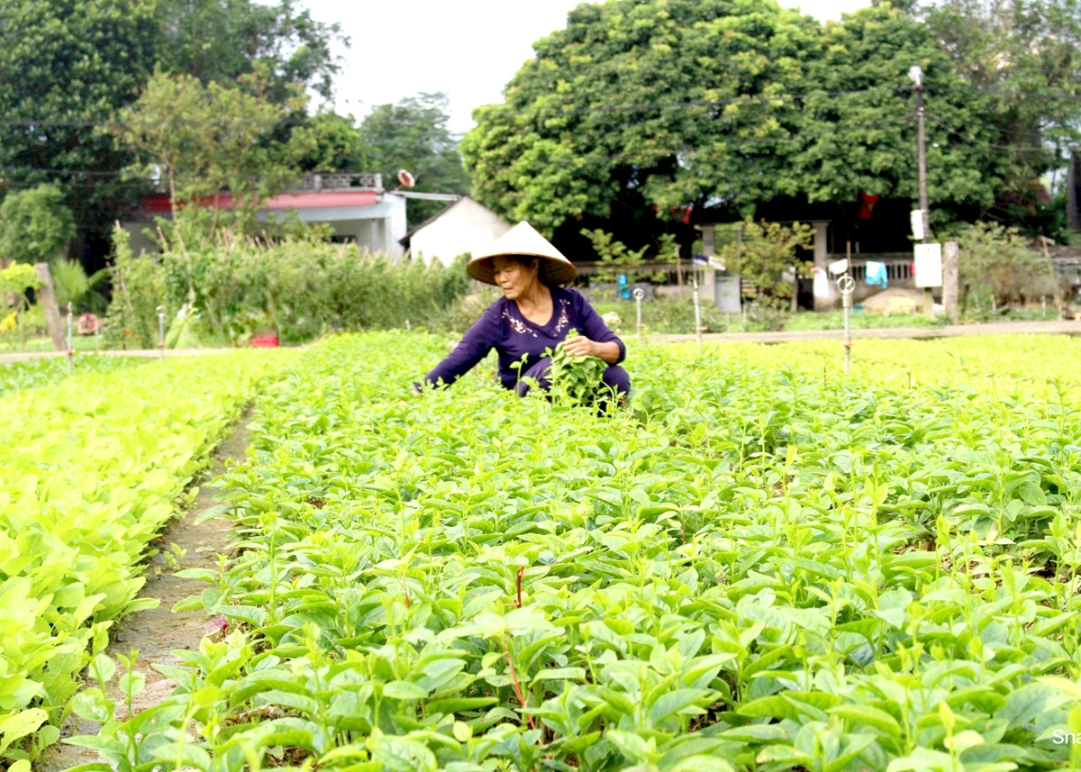 Sản xuất rau theo tiêu chuẩn VietGAP tại tỉnh Hà Giang