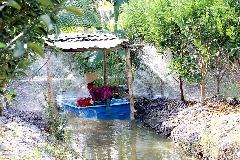 Nông dân xã Thạnh Phú, huyện Cầu Kè ứng dụng hệ thống tưới tự động trong trồng cam sành (Ảnh: Báo Trà Vinh). 