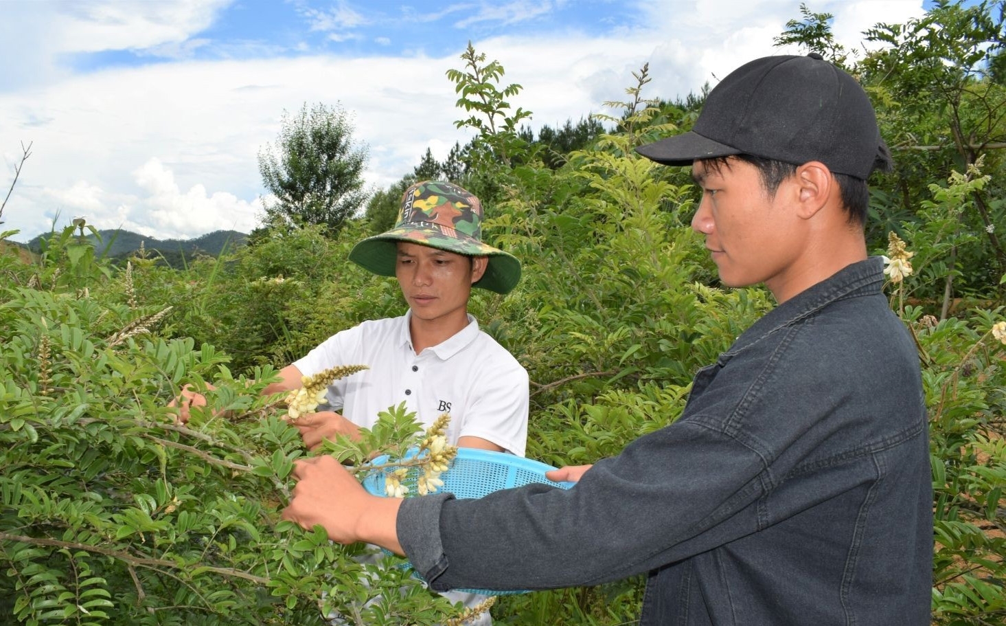 Thu hoạch hoa cây cát sâm để làm trà ở huyện Sốp Cộp, tỉnh Sơn La