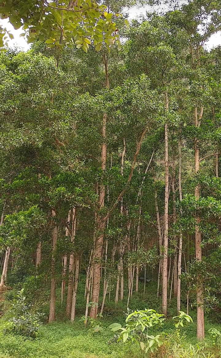 Hà Giang xác định lấy quản lý, bảo vệ, phát triển rừng và sức khỏe của nhân dân làm mục tiêu hàng đầu. Ảnh tư liệu