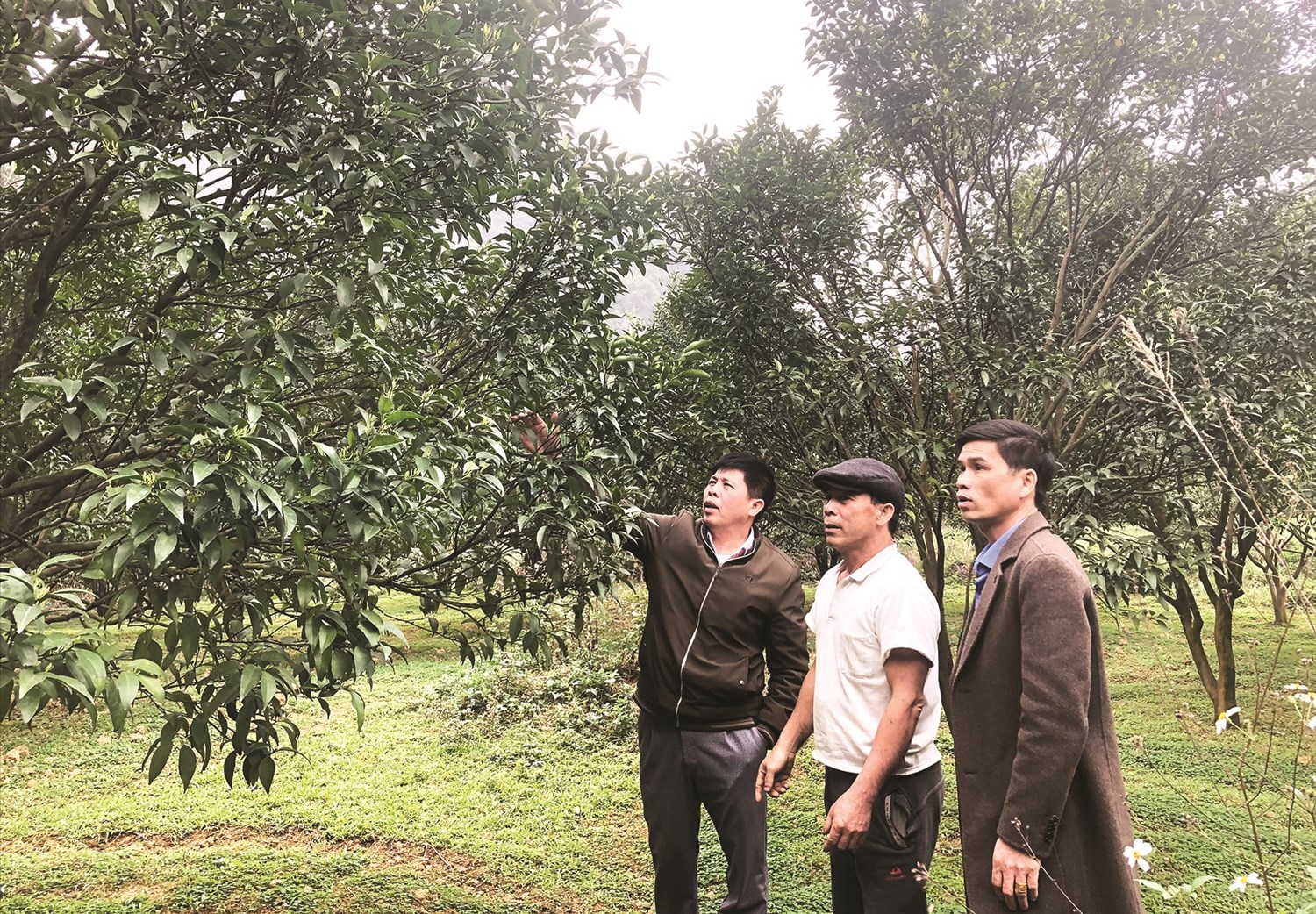Cán bộ ngành Nông nghiệp hướng dẫn người dân xã Quang Hán, huyện Trùng Khánh, tỉnh Cao Bằng kỹ thuật chăm sóc cây cam