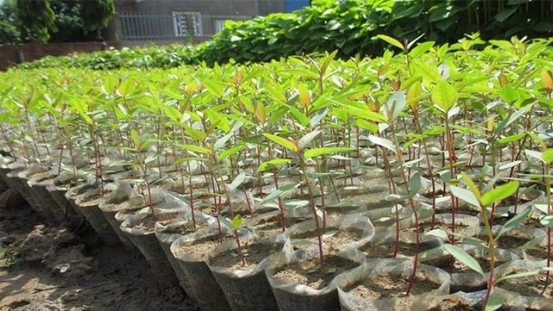 (Tổng hợp) Kỹ thuật trồng và chăm sóc cây bạch đàn 1