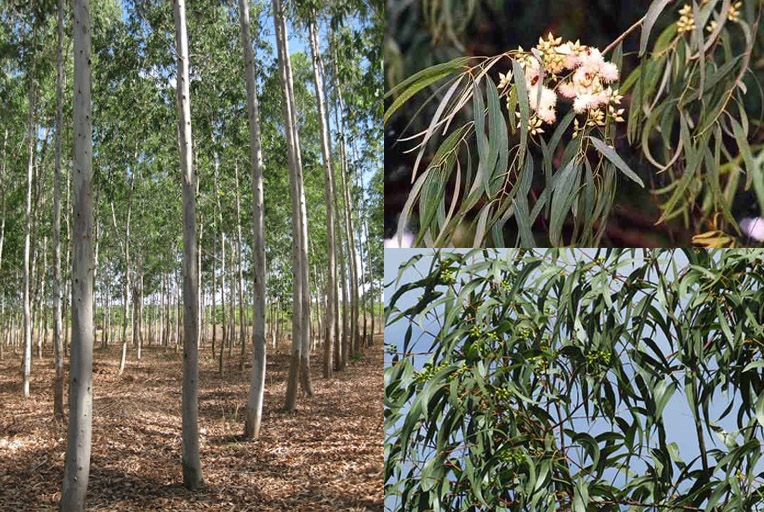 Cây bạch đàn là loại cây rất phổ biến ở nước ta vì có khả năng thích nghi với thổ nhưỡng ở nhiều nơi.