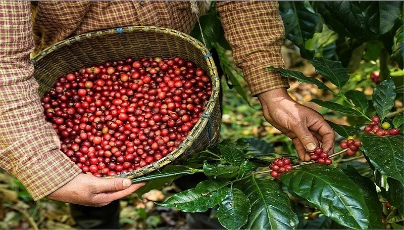 Sản lượng cà phê Việt Nam ước giảm xuống mức thấp nhất trong 4 năm gần đây