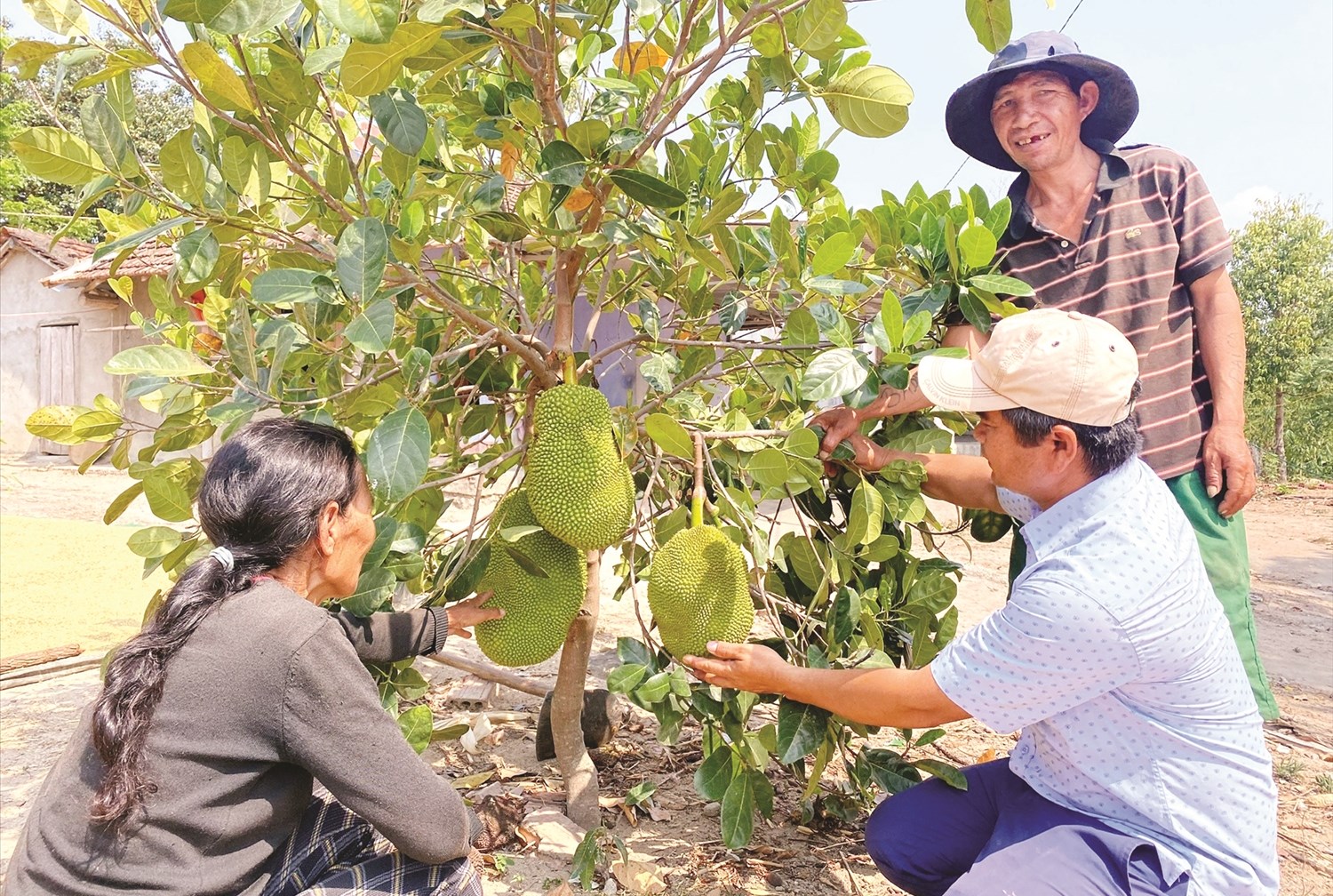 Người có uy tín A Rênh (giữa) hướng dẫn người dân chăm sóc cây ăn trái trồng trong vườn nhà theo chủ trương cải tạo vườn tạp của xã đề ra