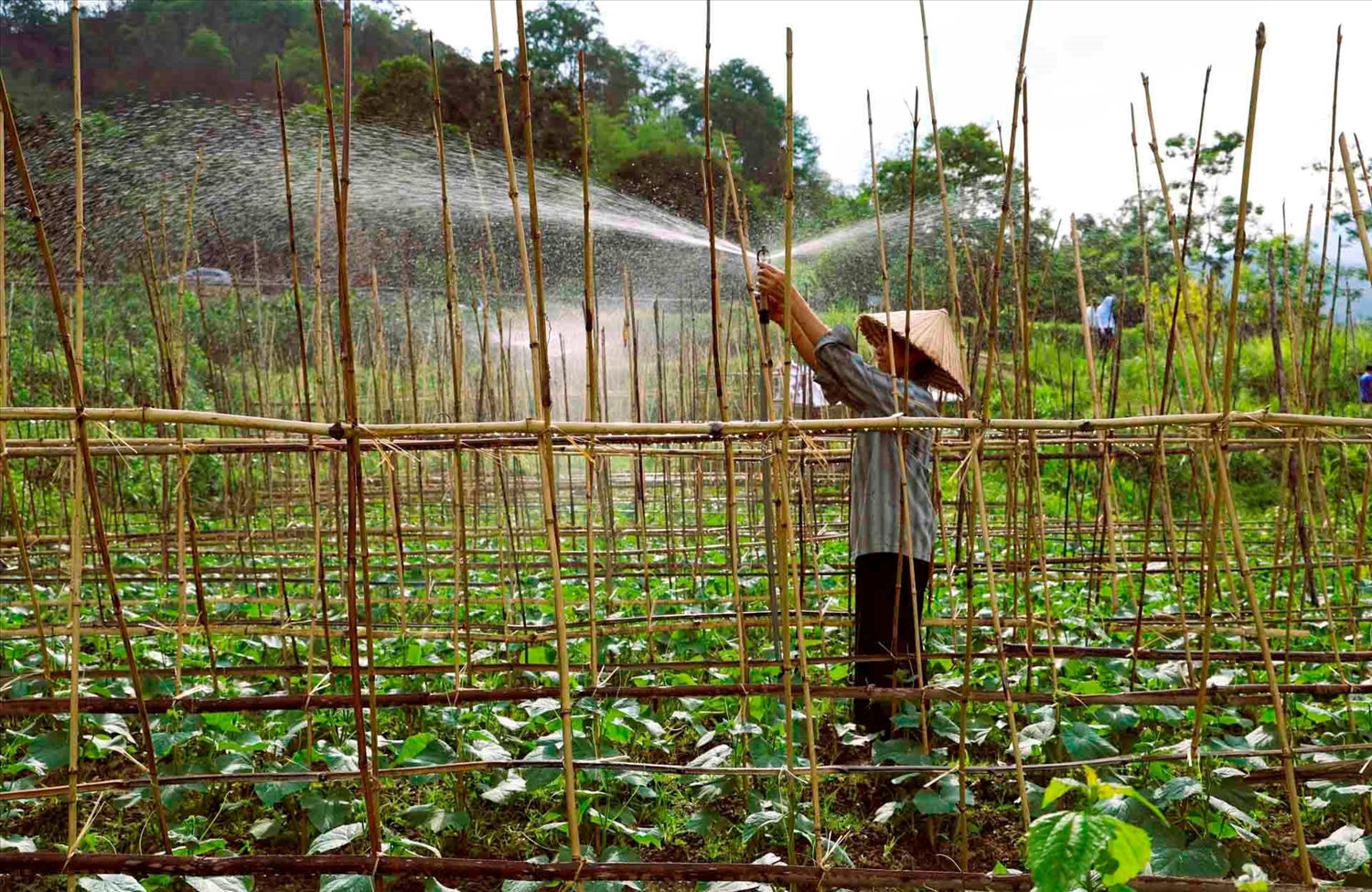 Người dân lắp đặt hệ thống tưới tự động trong sản xuất rau màu ở bản Hòa Sơn