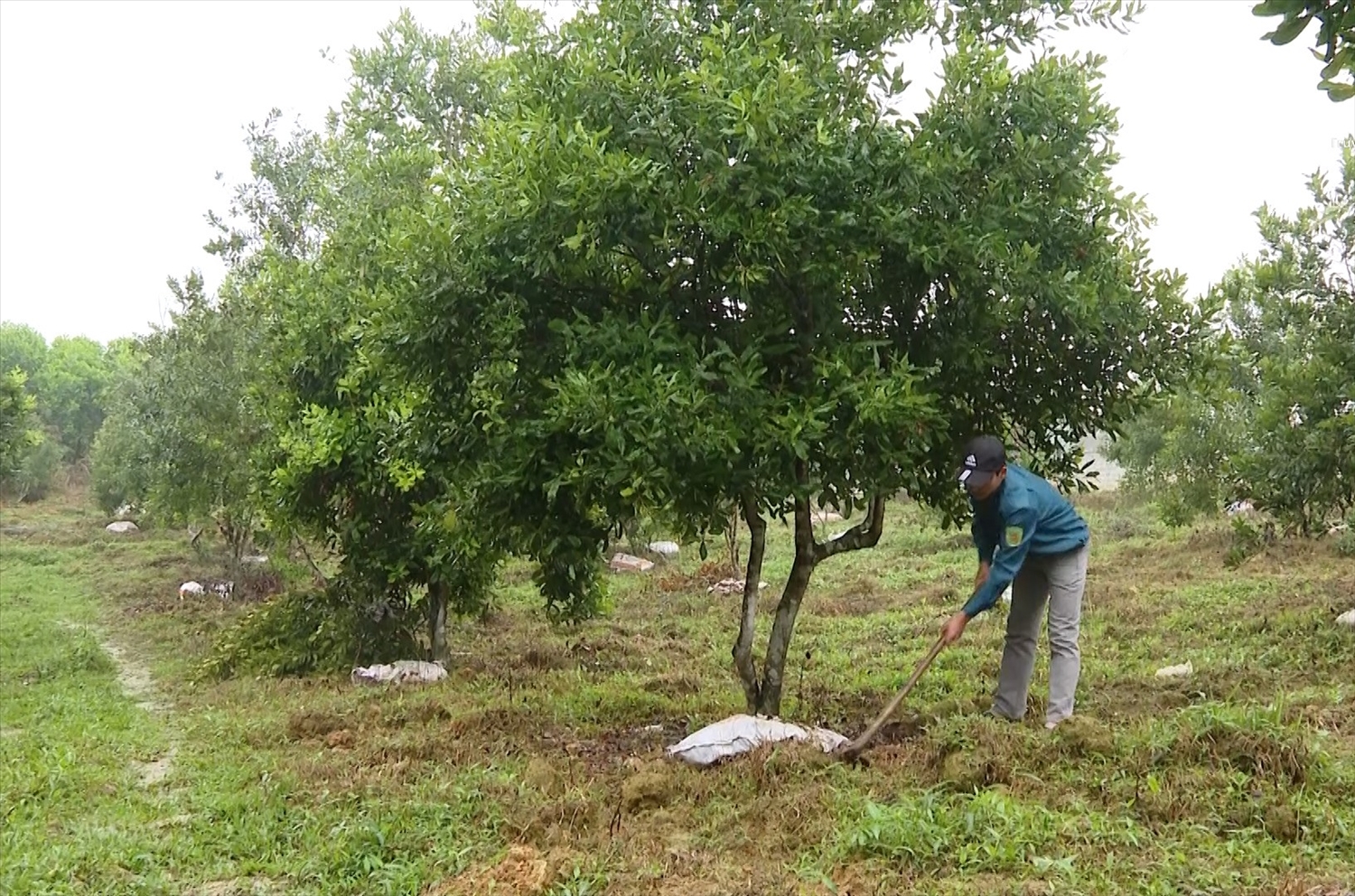 Mô hình trồng cây mắc ca tại huyện Như Xuân được nhiều đoàn viên, thanh niên lựa chọn để khởi nghiệp