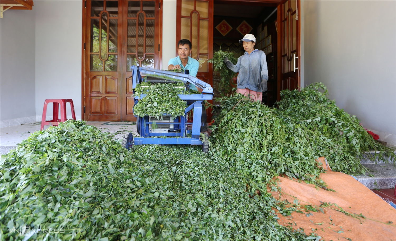 Sơ chế chè dây. 