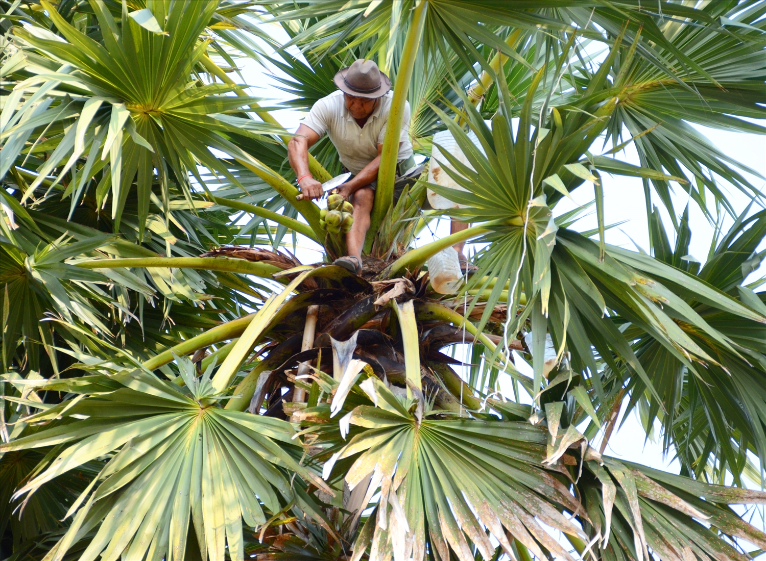 Để lấy được nước thốt nốt, ông Chau Rô Thi, ở ấp Tà Ngáo, xã An Phú (TX. Tịnh Biên, tỉnh An Giang) phải chinh phục độ cao mới lấy nước thốt nốt.