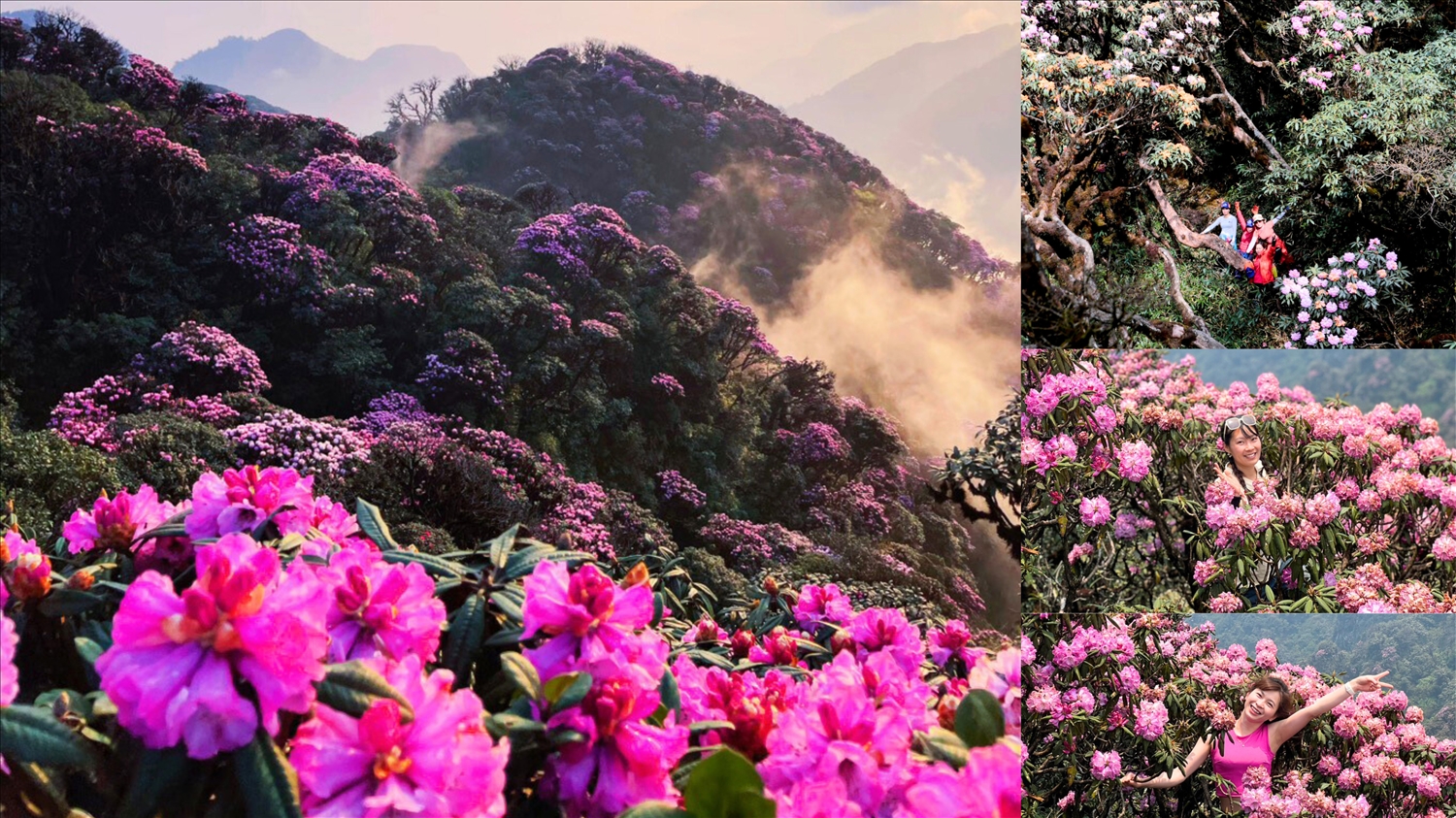 Du khách trong và ngoài tỉnh thích thú leo núi để ngắm rừng hoa Đỗ Quyên thơ mộng. 