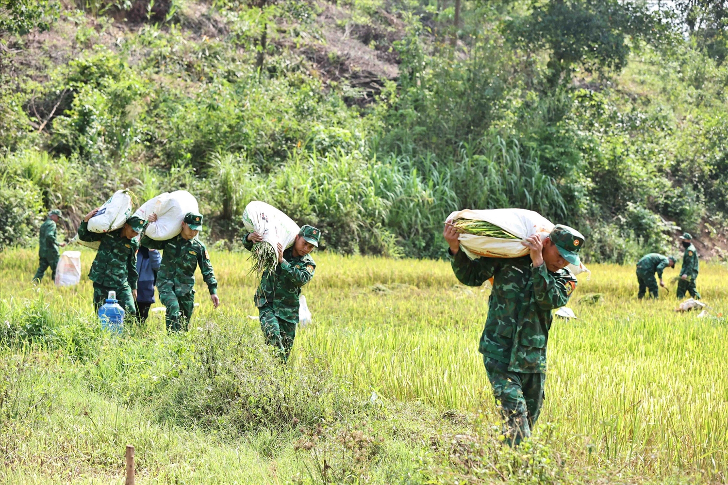 Việc gặt lúa giúp đồng bào được Đồn Biên phòng Hướng Lập duy trì hàng năm