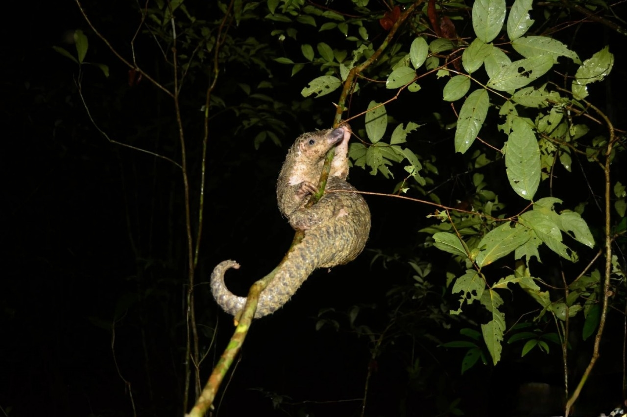 Nhiều loại động vật quý hiếm trong Vườn quốc gia Cúc Phương.