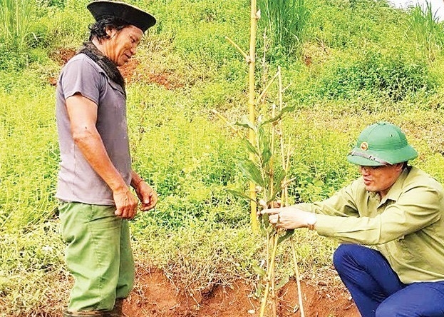Cán bộ Phòng Dân tộc huyện Tuần Giáo hướng dẫn người dân kỹ thuật trồng, chăm sóc cây mắc ca