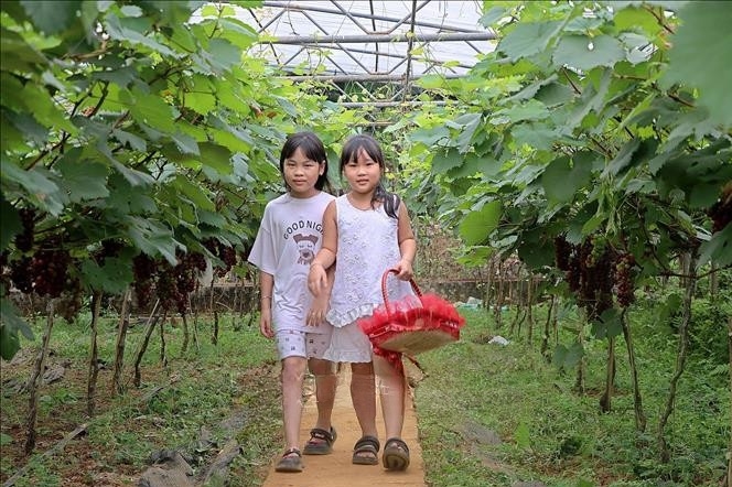 Khách du lịch tham quan và trải nghiệm vườn nho Hạ Đen tại huyện Cao Phong
