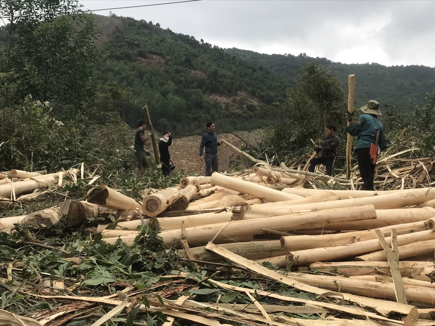 Người dân Yên Tĩnh và Yên Na đang có thu nhập ổn định từ kinh tế rừng