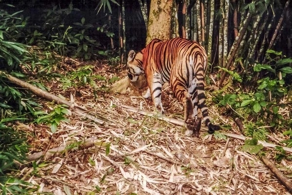 Hổ Việt Nam đối mặt với nguy cơ tuyệt chủng do hai nguyên nhân chính đó là bị săn bắt, buôn bán trái phép và mất sinh cảnh sống