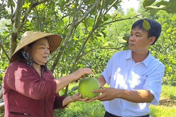 Ngoài chè, bưởi da xanh ở Hoài Ân được chứng nhận OCOP cùng với nhiều nông sản khác