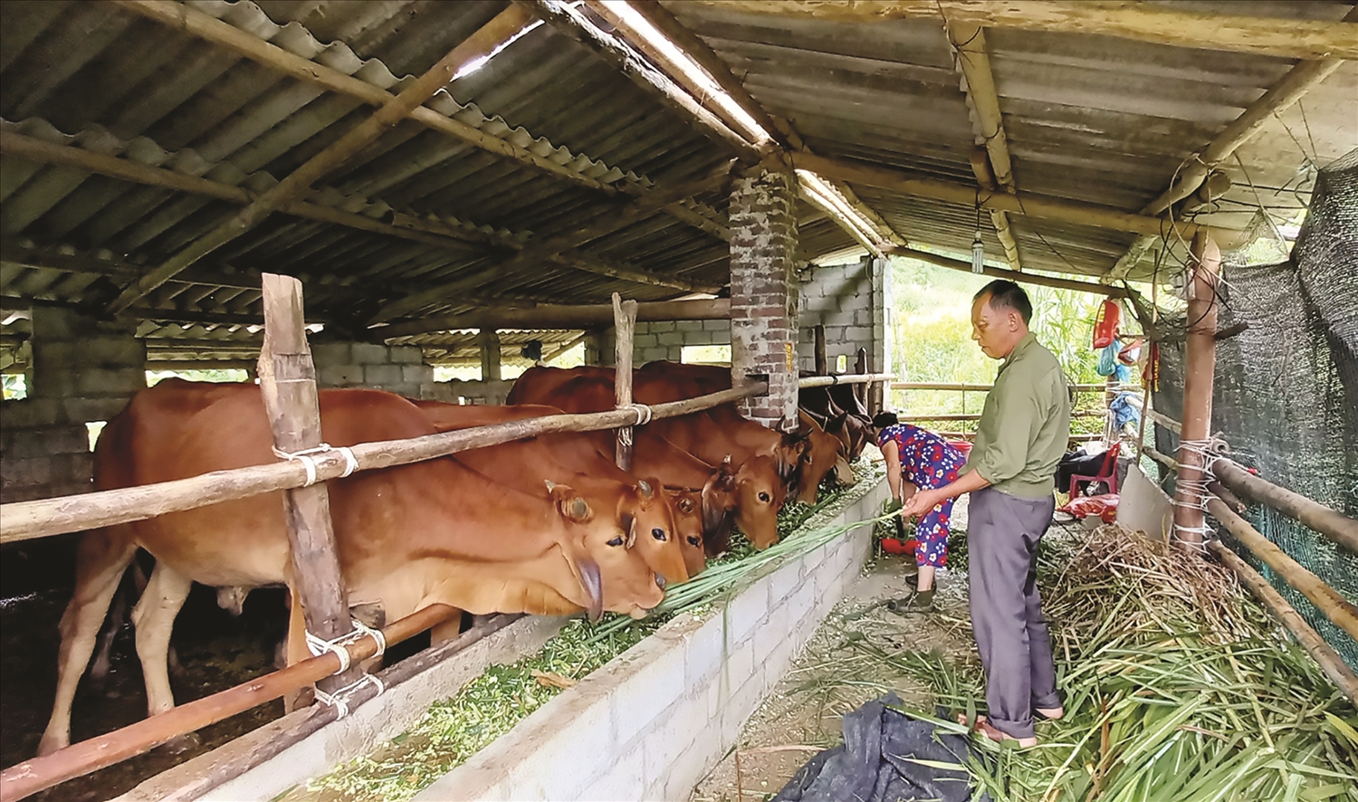 Người có uy tín Bế Văn Ly chăm sóc đàn bò của gia đình