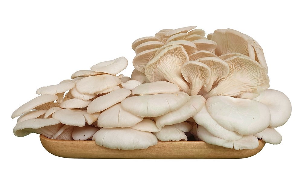 Nấm sò vừa là nấm ăn, vừa là nấm dược liệu giàu dinh dưỡng, được ưa chuộng trong chế biến món ăn hằng ngày