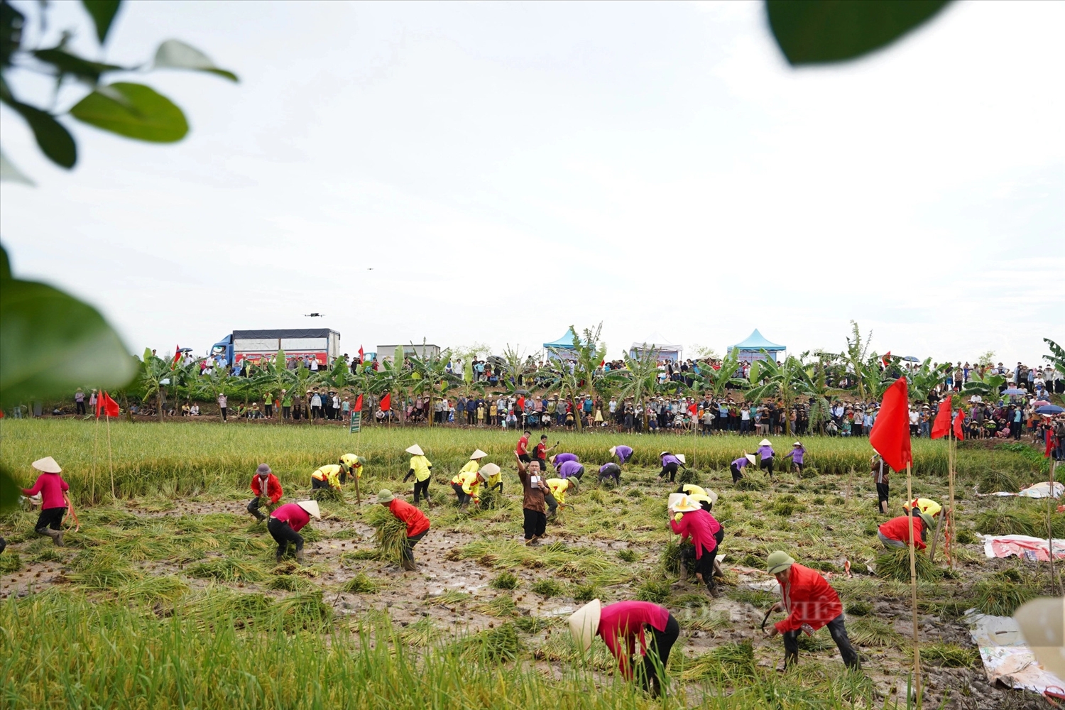 Hội thi gặt lúa thu hút đông đảo người dân và du khách thập phương đến xem, trải nghiệm