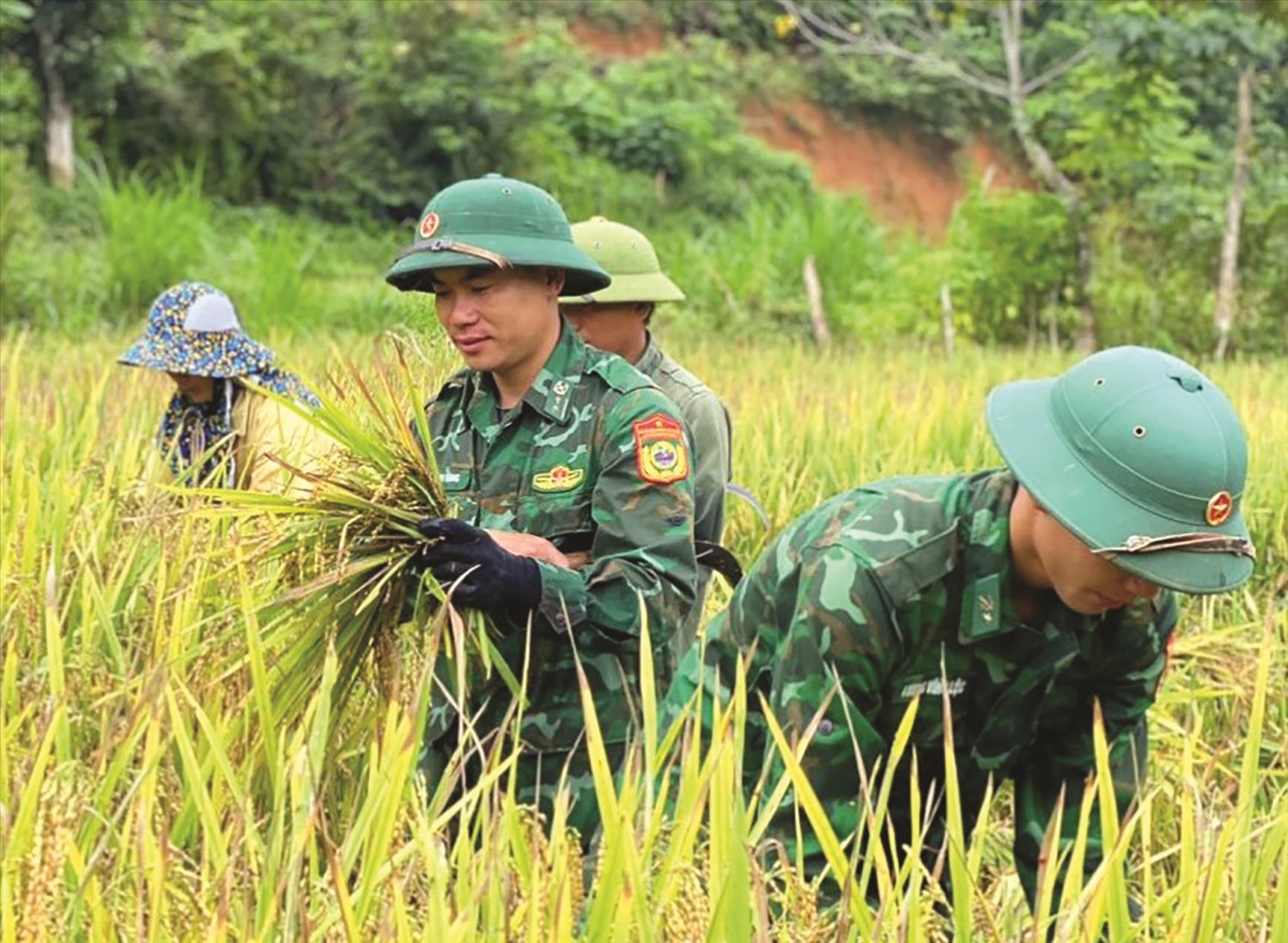 Trung úy Vi Văn Hùng giúp người dân thu hoạch lúa