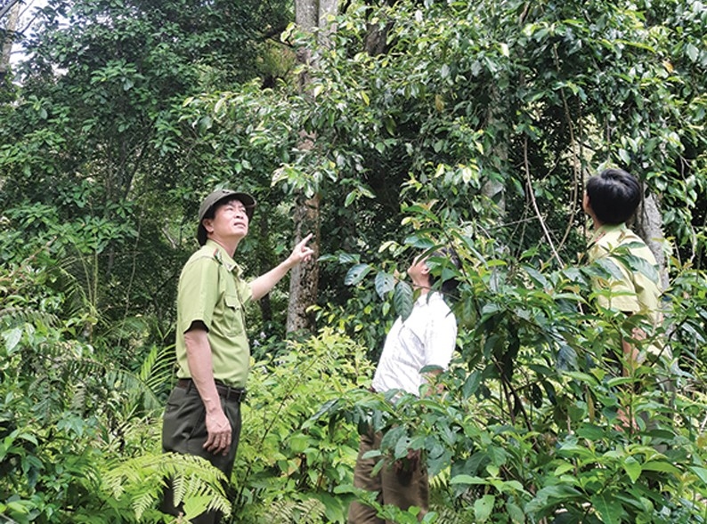 Lực lượng kiểm lâm tuần tra, bảo vệ rừng. (Ảnh: N.K)