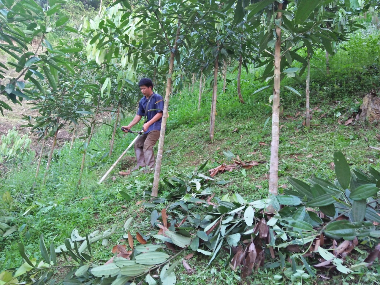 Người dân trồng rừng để phát triển kinh tế