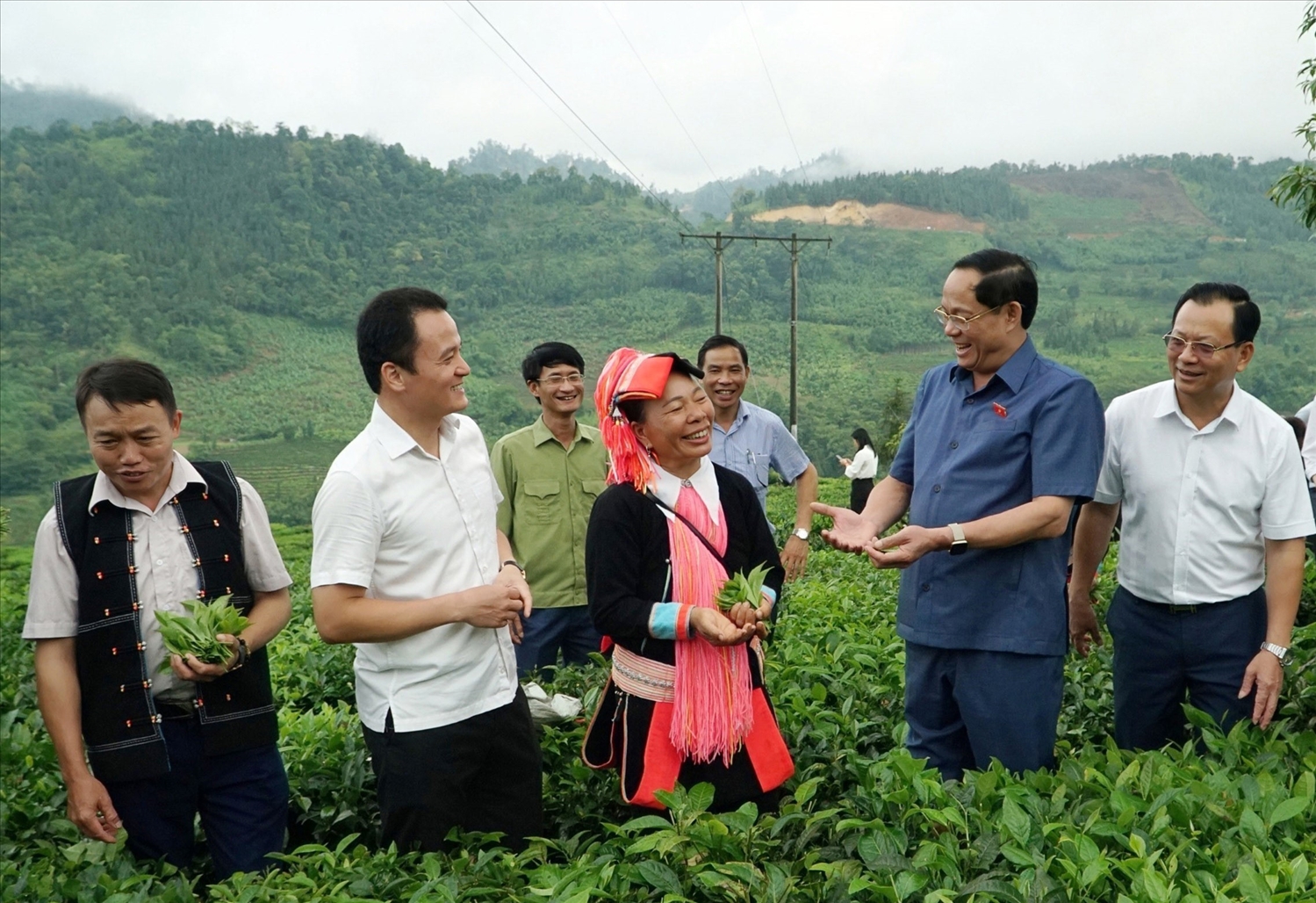 Phó Chủ tịch Quốc hội, Thượng tướng Trần Quang Phương và Đoàn giám sát của Quốc hội khảo sát mô hình trồng chè tại huyện Mường Khương, tỉnh Lào Cai