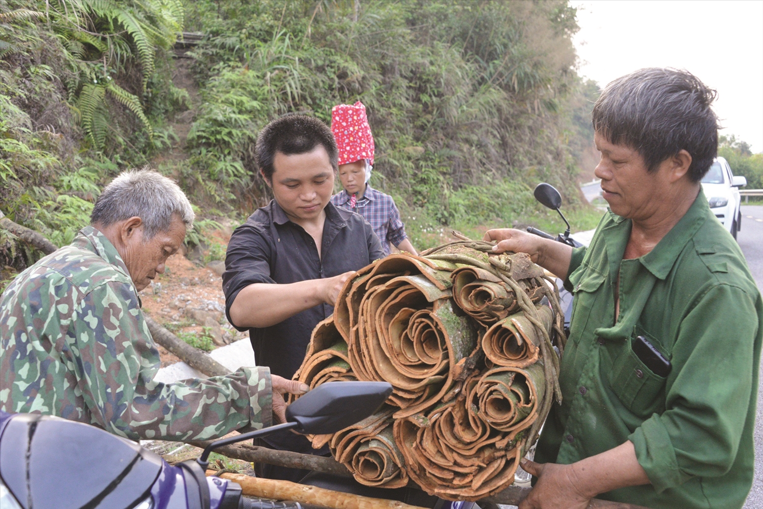 Bước sang tháng 4, tháng 5 khi hồi đã vãn trên cành cũng là lúc quế vào vụ thu hoạch