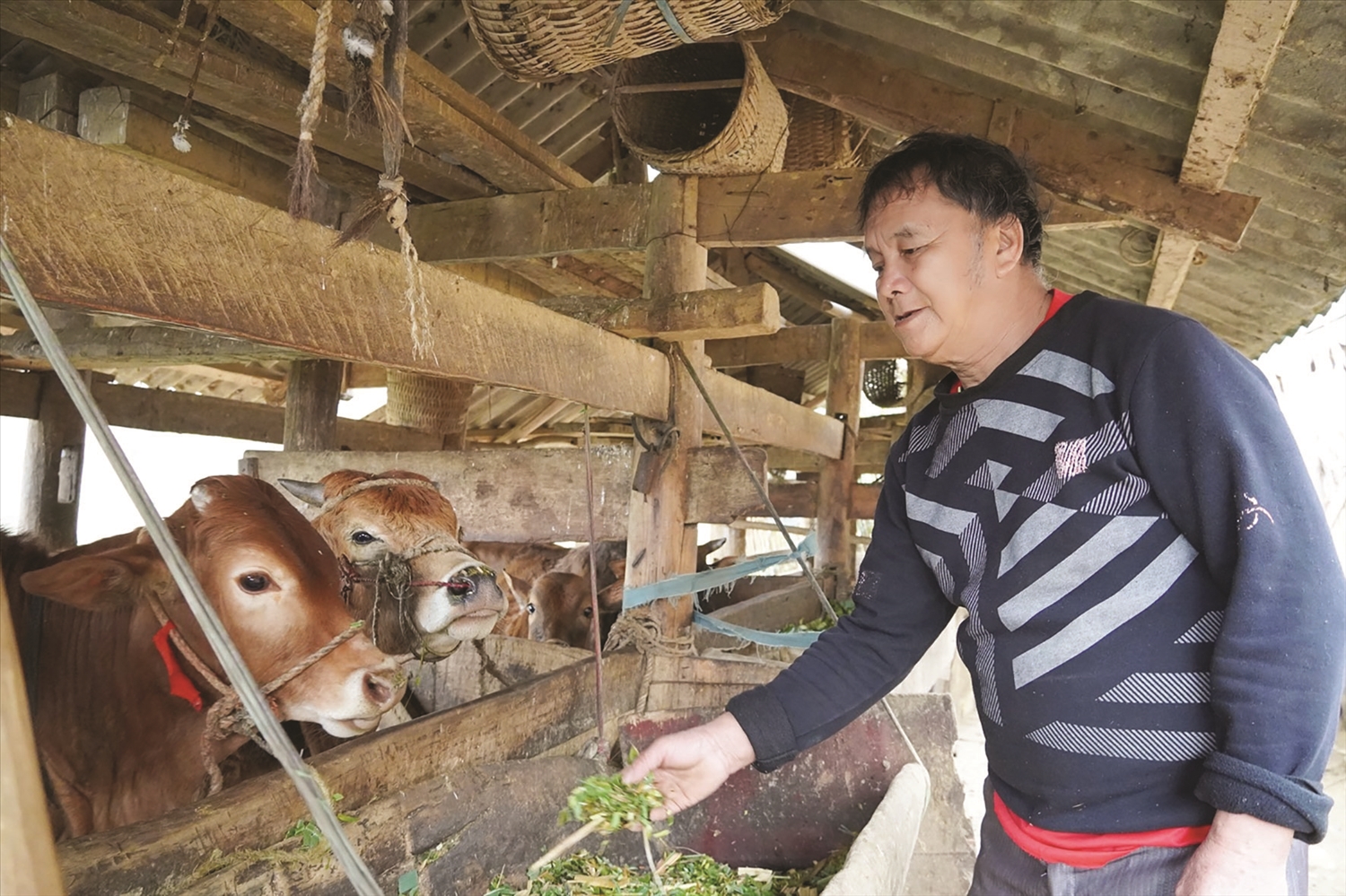 Ông Giàng Chứ Sình, thôn Lẻo Chá Phìn B, xã Sơn Vĩ, huyện Mèo Vạc, tỉnh Hà Giang đang chăm sóc đàn bò