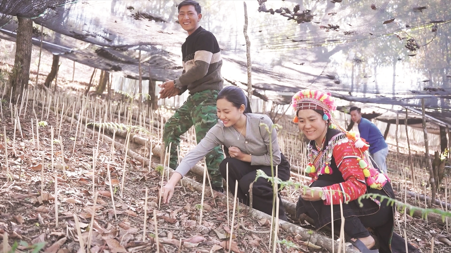 Người dân bản Sín Chải B, xã Pa Vệ Sử, huyện Mường Tè chăm sóc cây sâm Lai Châu