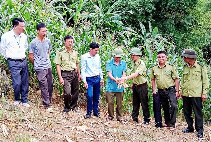 Lực lượng kiểm lâm huyện Phù Yên xuống kiểm tra và tuyên truyền người dân bảo vệ đàn khỉ. Ảnh: nhandan.vn