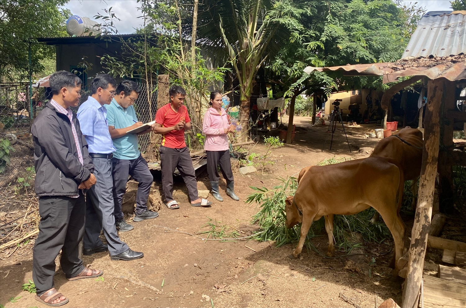 Vợ chồng A Đam (bên phải), thôn Kon Tu Peng, xã Pô Kô phấn khởi khi được hỗ trợ 2 con bò sinh sản từ nguồn vốn Chương trình MTQG 1719