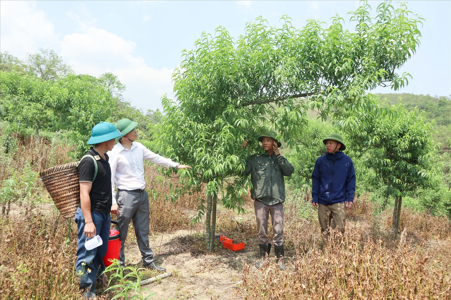 Mô hình trồng đào ở xã Na Ngoi đang góp phần tăng thu nhập cho người dân