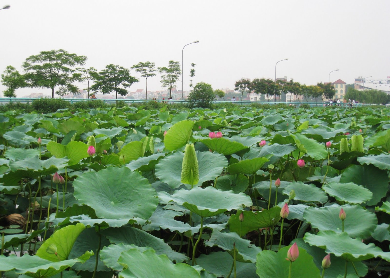 Lễ hội Sen Hà Nội là dịp để quảng bá và kích cầu du lịch, thu hút du khách đến tham quan Thủ đô Hà Nội, thăm quận Tây Hồ.