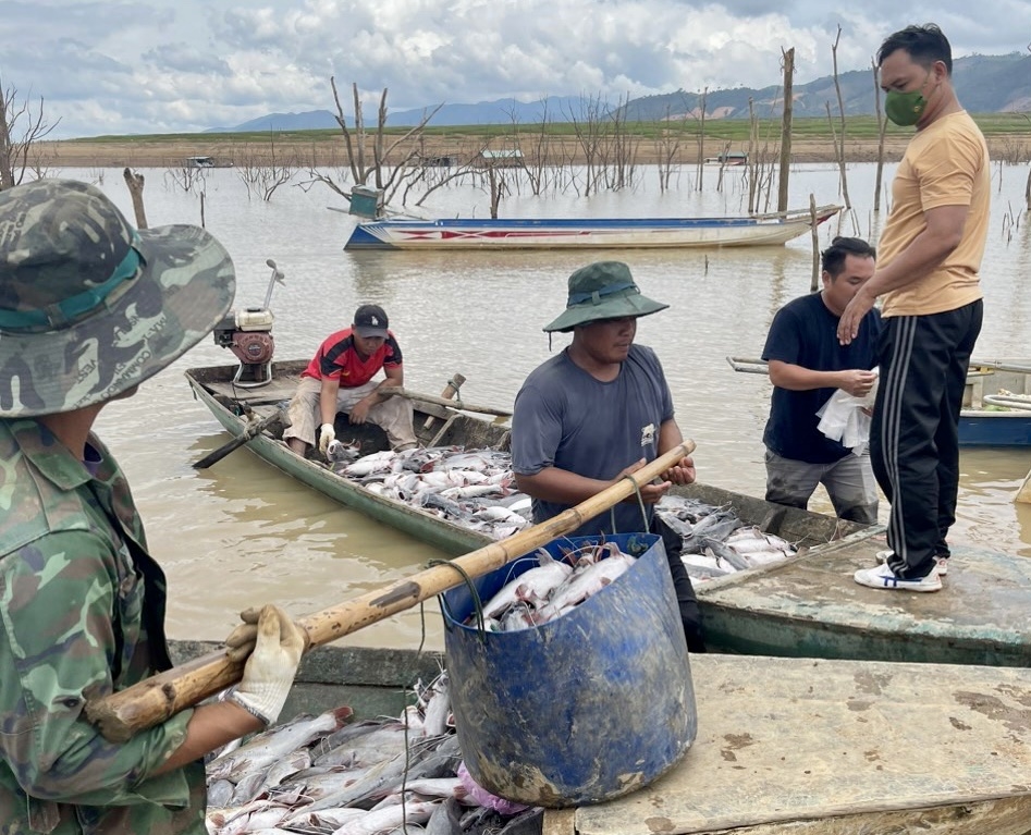 Các lực lượng hỗ trợ người dân đưa cá chết lên bờ 