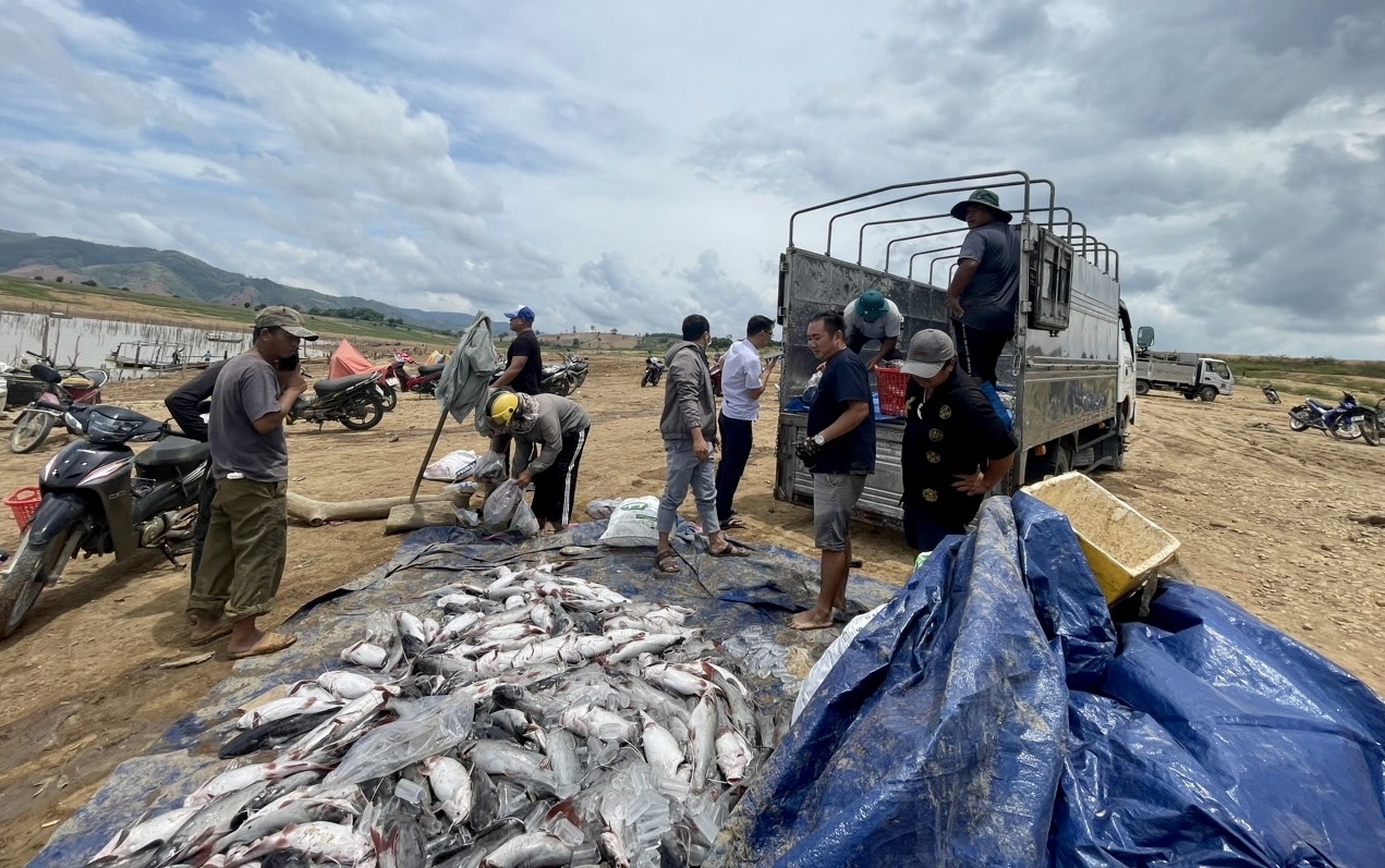 Huyện Sa Thầy hỗ trợ 03 chuyến xe để vận chuyển cá chết đi tiêu thụ