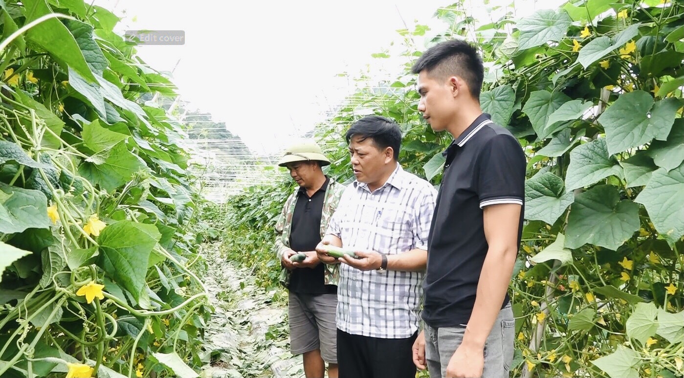 Gia đình anh Ngũ Chính Phú, thôn Tân Tiến, xã Quyết Tiến, huyện Quản Bạ, tỉnh Hà Giang canh tác khoảng 7.000 mét vuông dưa chuột, hiện nay dưa đang cho thu hoạch