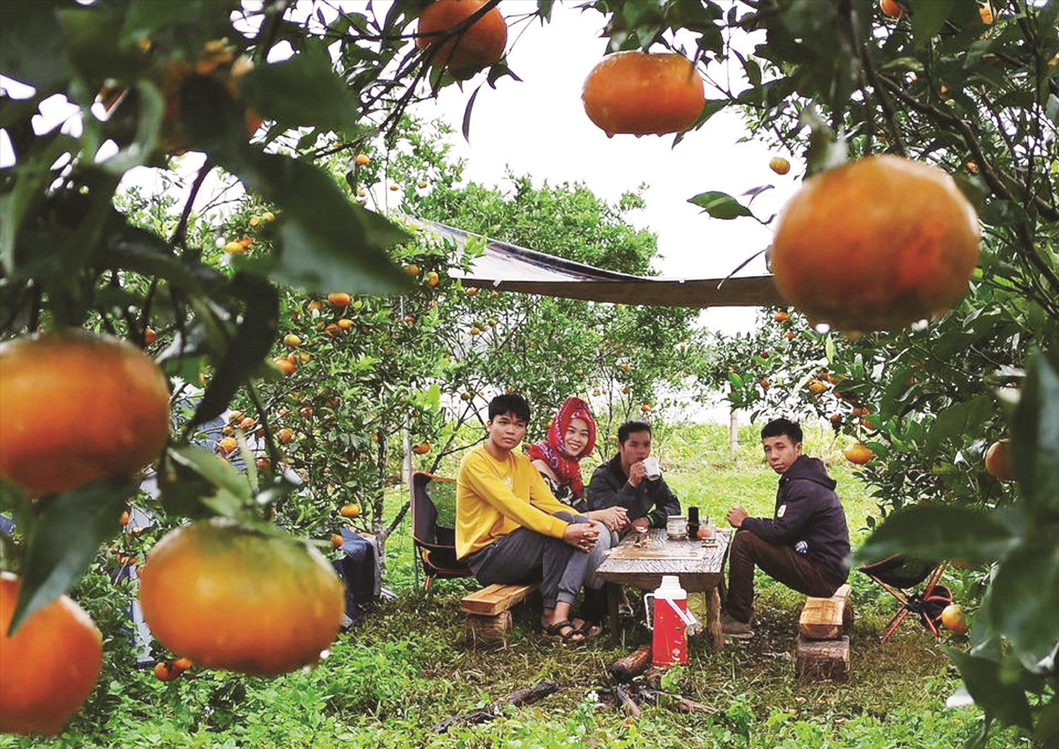 Vườn cam Đường Canh trĩu quả của gia đình anh Nguyễn Đức Mạnh ở thôn Hợp Thành, xã Sơn Lang, huyện Kbang thu hút khách tham quan, trải nghiệm