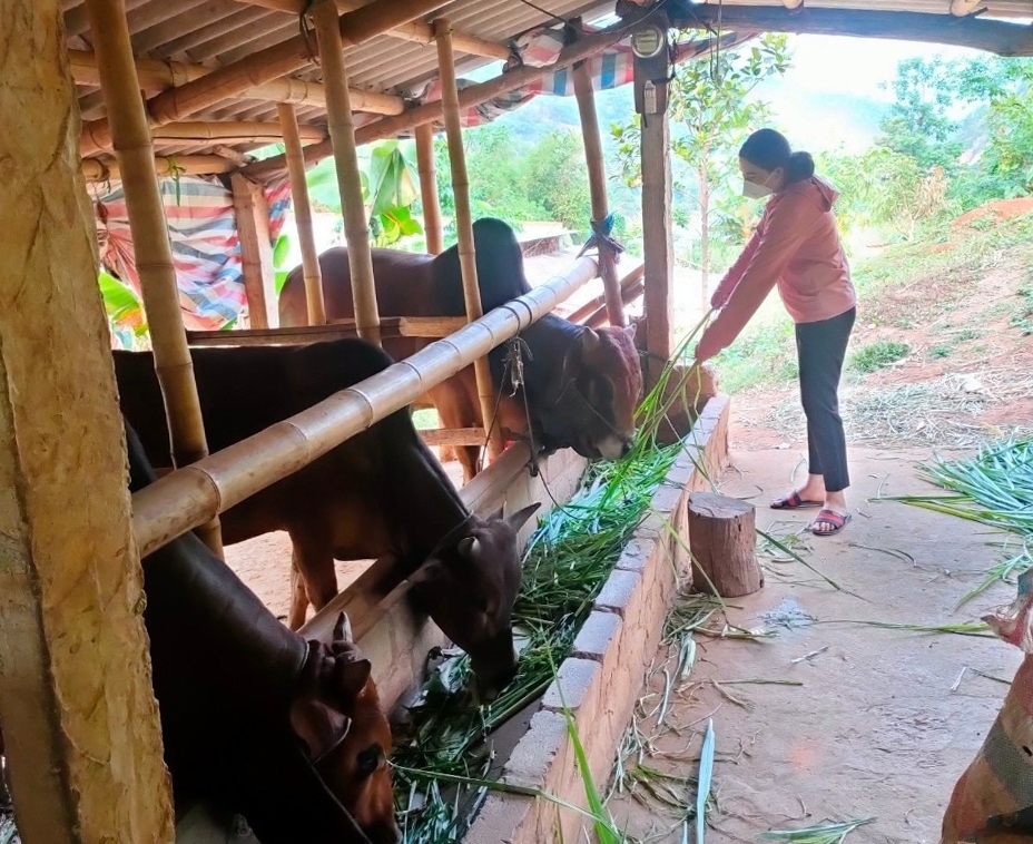 Mô hình chăn nuôi bò sinh sản giống địa phương theo hình thức “ngân hàng bò” phát huy hiệu quả ở huyện Mường Lát