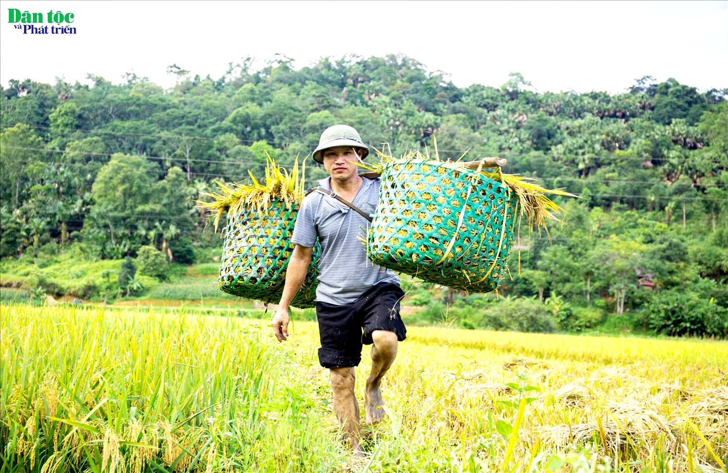 (BÀ IẢNH) Mùa vàng ở thôn Tha 5