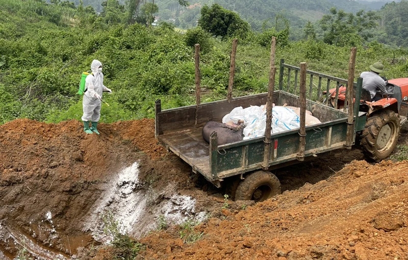 Tiêu hủy lợn nhiễm dịch tả lợn châu Phi tại huyện Bạch Thông. (Ảnh: THU TRANG)