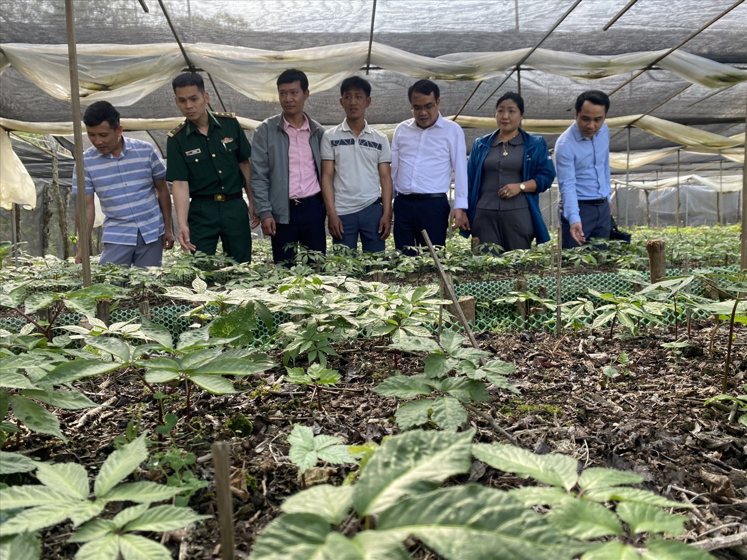 Lãnh đạo huyện Mường Tè thăm, kiểm tra vườn sâm Nhân dân bản Sín Chải B, xã Pa Vệ Sủ