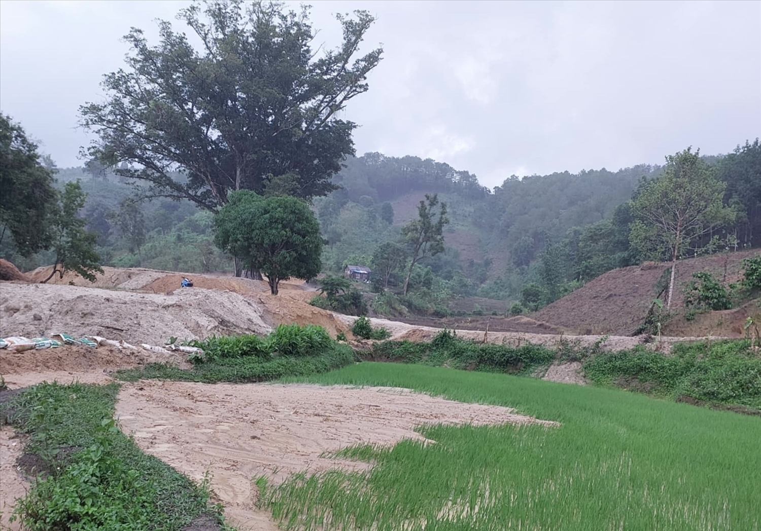 Kon Tum đang vào mùa mưa, người dân lo lắng đất ở khu vực Cây đa cười sẽ tiếp tục bị cuốn trôi và gây bồi lấp ruộng lúa