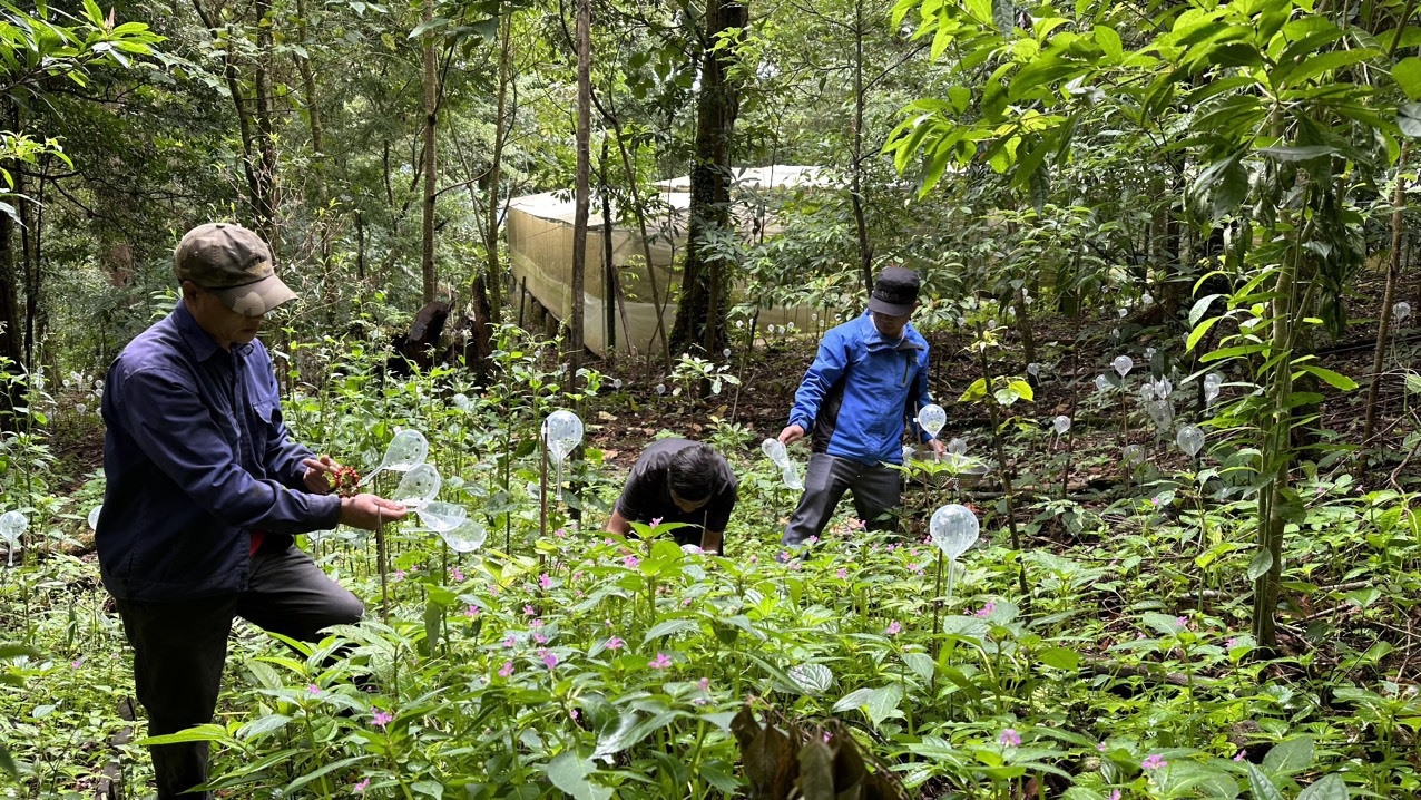 Hiện nay, tỉnh Quảng Nam đã quy hoạch vùng bảo tồn và phát triển Sâm Ngọc Linh lên đến 15.567 ha