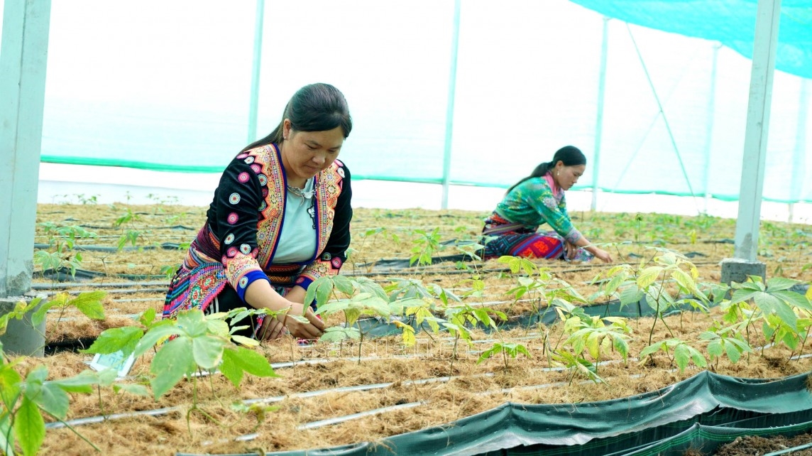 Lai Châu quan tâm phát triển cây sâm là thế mạnh của địa phương
