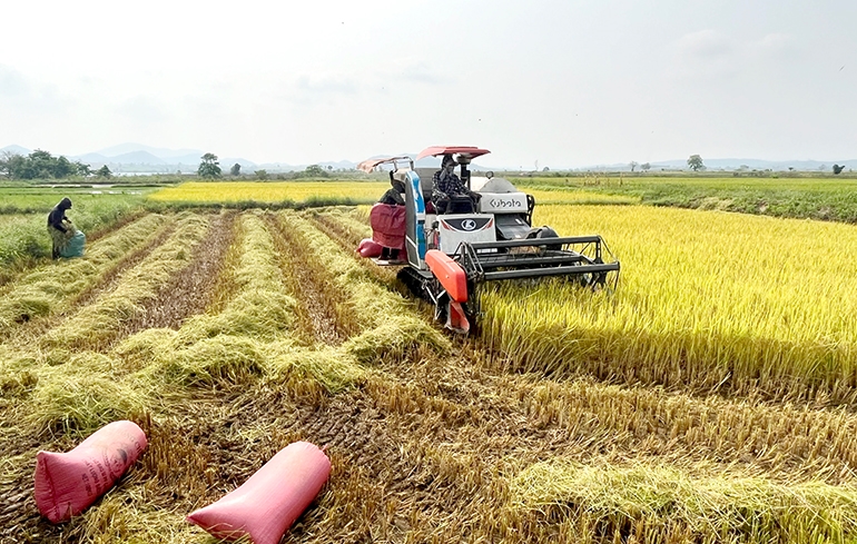 Người dân xã Ea Lâm, huyện Sông Hinh thu hoạch lúa trên cánh đồng Trạm bơm Ea Lâm 2. (Ảnh: Ngô Xuân)